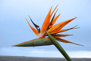 Birds of paradise